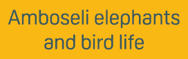 Amboseli elephants and bird life