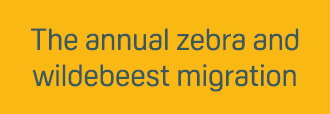 The annual zebra and wildebeest migration