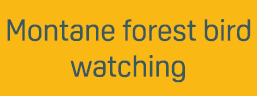 Montane forest bird watching