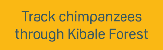 Track chimpanzees through Kibale Forest