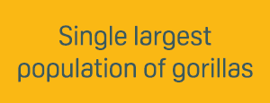 Single largest population of gorillas