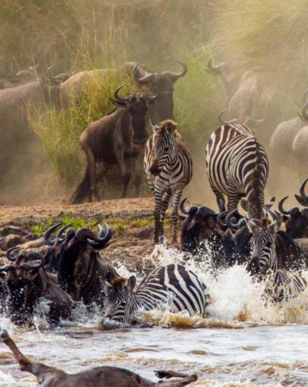 Wildebeests are crossing Mara river. Great Migration. Kenya. Tanzania. Masai Mara National Park. An excellent illustration.