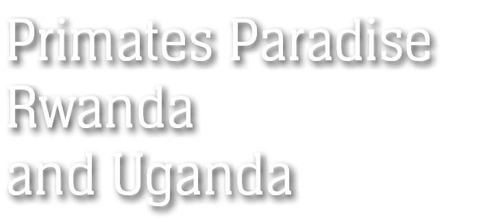Primates Paradise Rwanda and Uganda