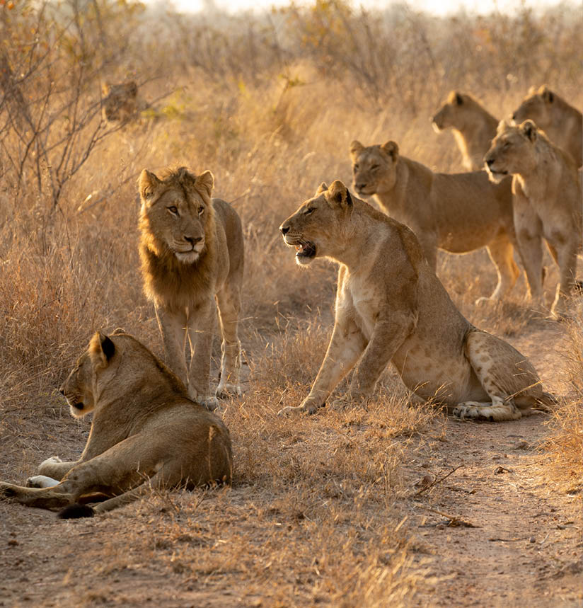 Lukimbi Lion Pride