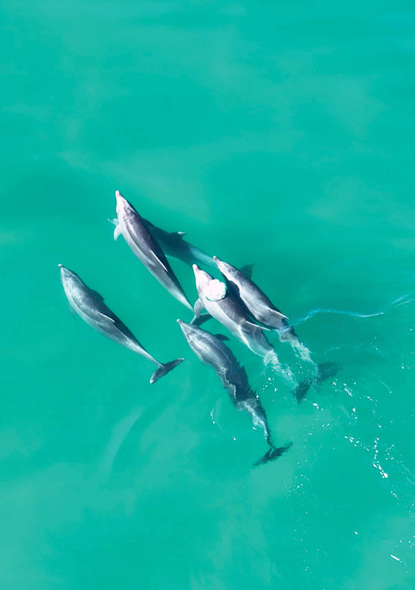 Dolphins Swimming At San Diego In California United States. Wildlife Scenery. Wild Sea Animals. Dolphins Swimming At San Diego In California United States.