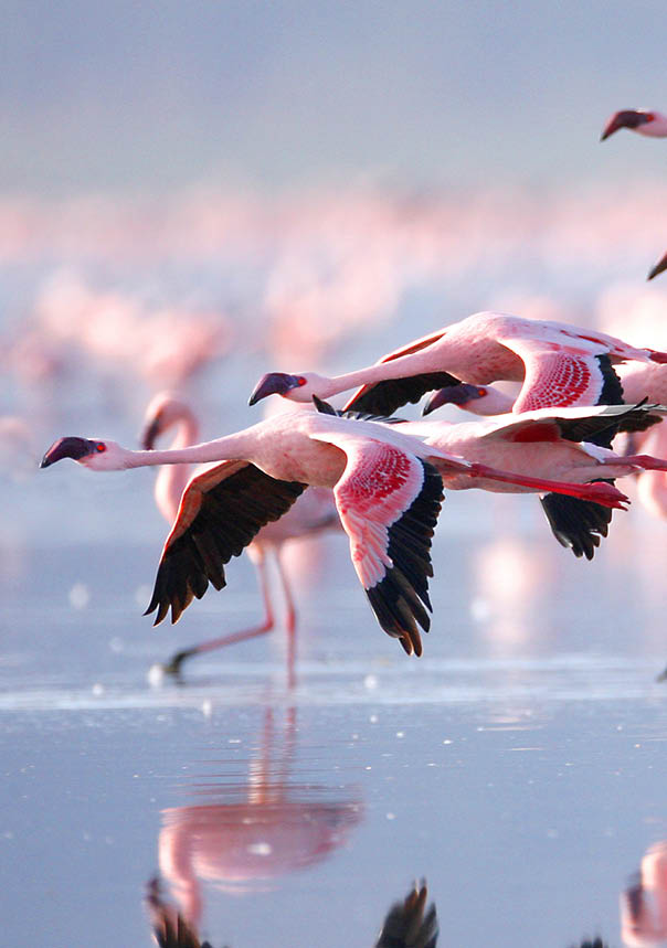 Flamingos