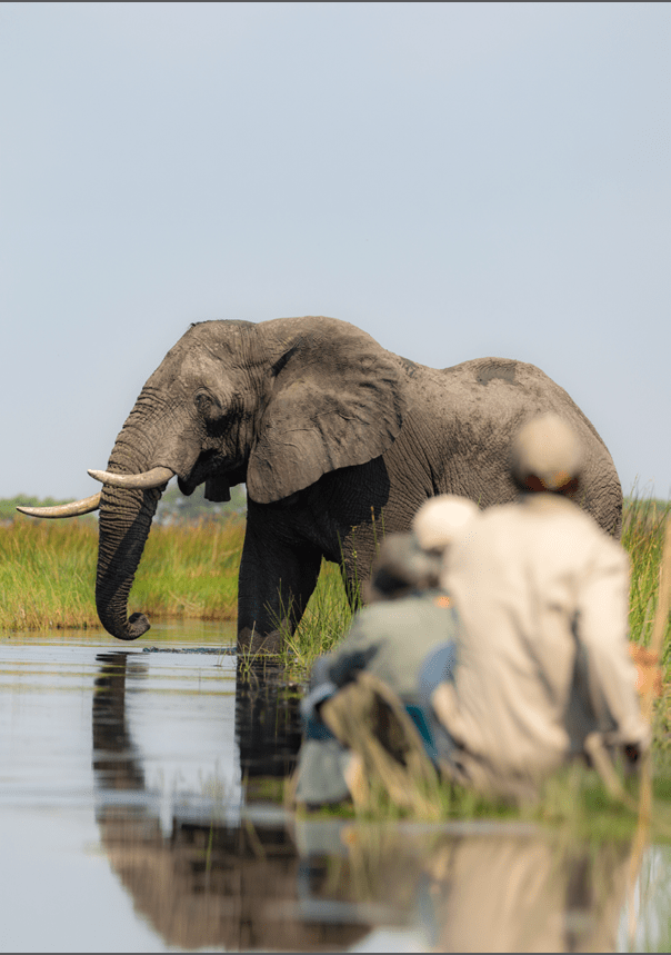 An elephant is standing in a body of water. Description generated by AI