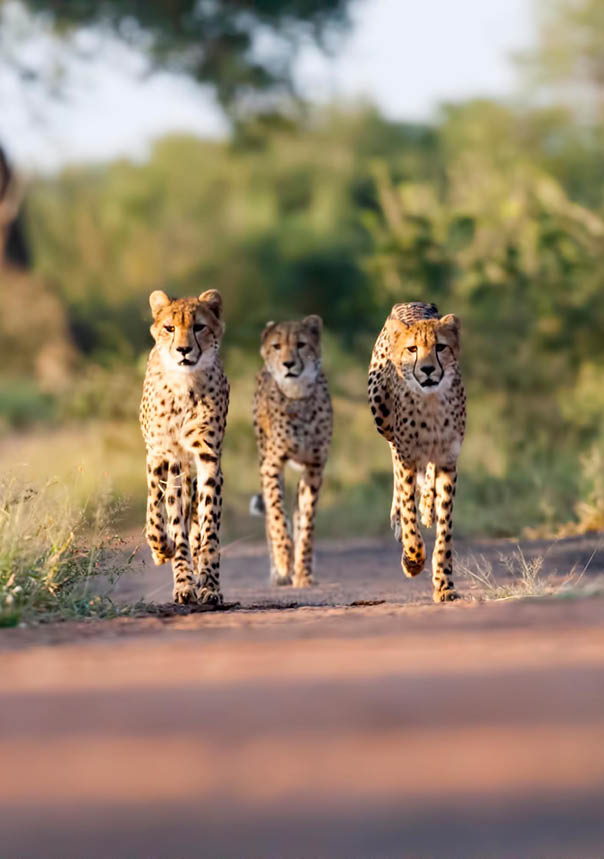 Three young Cheetahs. Taken in Kruger, South Africa