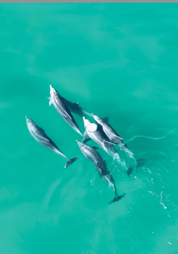 Dolphins Swimming At San Diego In California United States. Wildlife Scenery. Wild Sea Animals. Dolphins Swimming At San Diego In California United States.