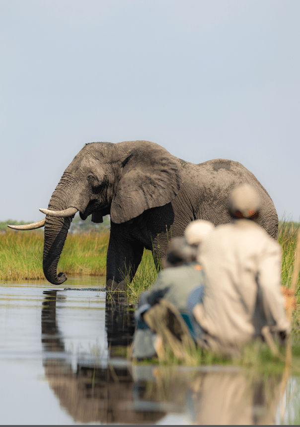 An elephant is standing in a body of water. Description generated by AI