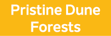 Pristine Dune Forests
