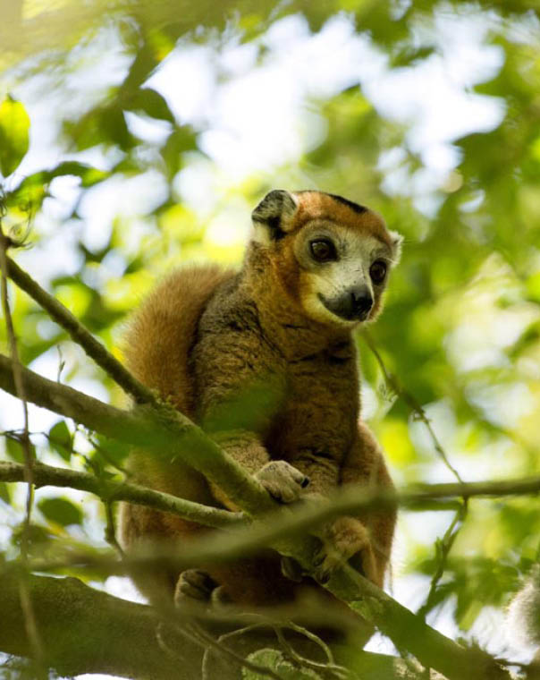 male Crowned lemur, Eulemur coronatus, watching the photographer, Amber Mountain National Park, Madagascar