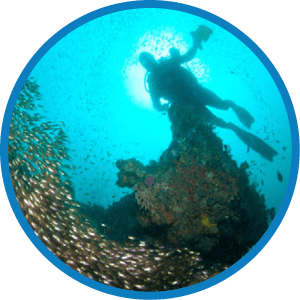 Glassfish and Diver