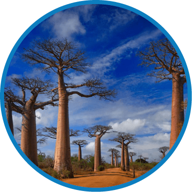 Alley of the Baobabs landscape from Madagascar. Most famous tipical place L'all e des baobab, gravel road with sunny day with big old trees with blue sky a adn white clouds. Nature near Morondawa. 
