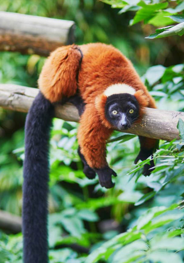 Red ruffed lemurs, native to Madagascar, resting on the branch
