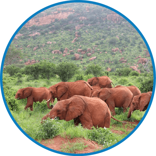 African wildlife, Tsavo National Park, Amboseli National Park, Kenya, Elephants, Gazelles, Baboons, Birds, Hippo, Flamingoes, Crown birds, landscape