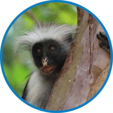 Endangered Zanzibar Red Colobus Monkey in Jozani Forest – A close-up photograph of a rare and endangered Zanzibar Red Colobus Monkey (Piliocolobus kirkii) clinging to a tree in the lush Jozani Forest 