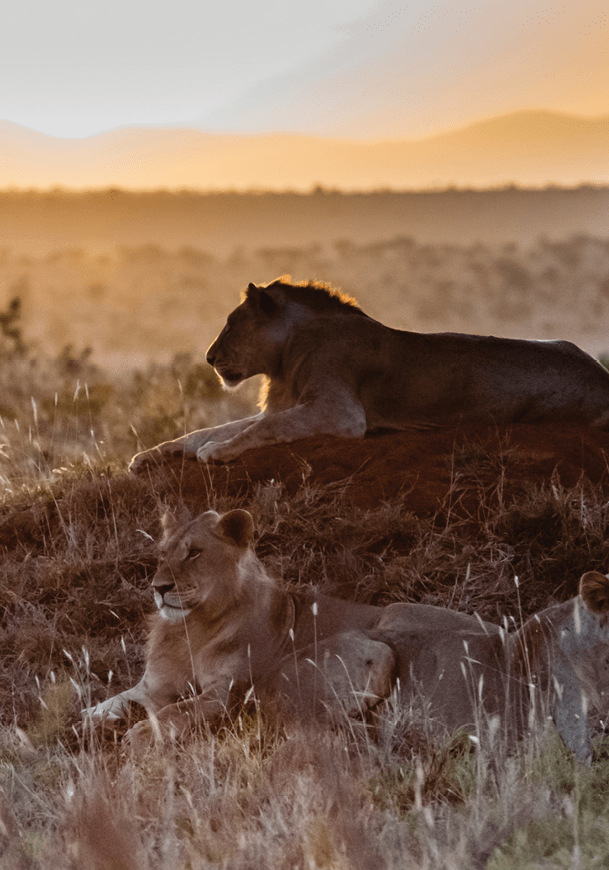A group of lions in a field. Description generated by AI