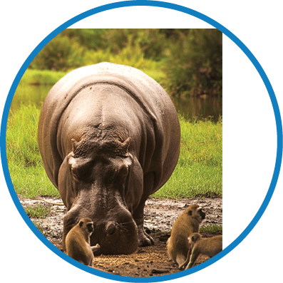 A hippo is standing next to a small group of birds, including a black and white bird, in a muddy area. AI generated content