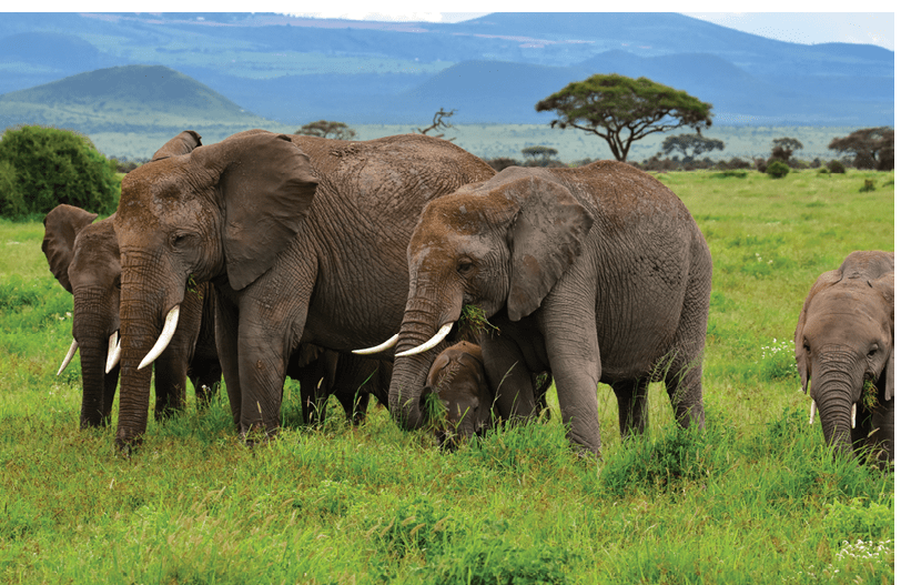 A herd of elephants in a field. Description generated by AI