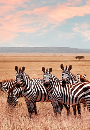 Wild African zebras in the Serengeti National Park. Wild life of Africa.