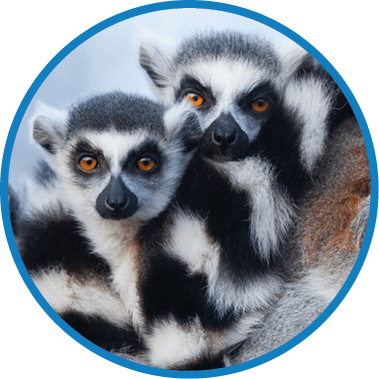 Two lemurs are sitting together. Description generated by AI