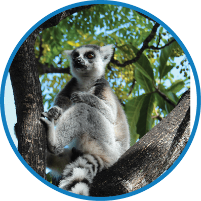 A striped cat is sitting in a tree. Description generated by AI