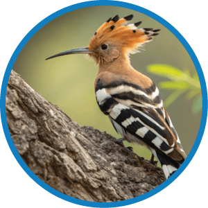 Madagascar hoopoe (Upupa marginata), species of hoopoe in the family Upupidae. Endemic bird sitting on tree trunk. Isalo National Park, Madagascar wildlife animal.