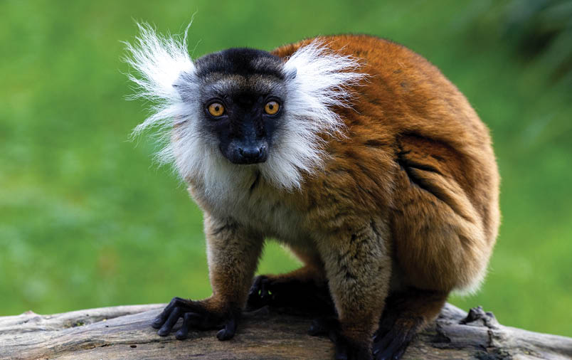 A monkey with a white and black face sitting on a log. Description generated by AI