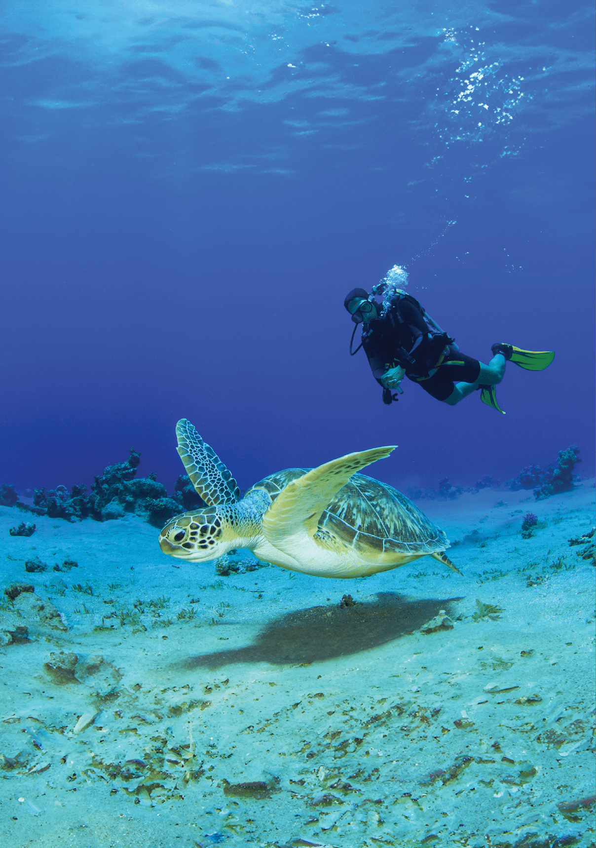 Green Sea Turtle and Scuba Diver