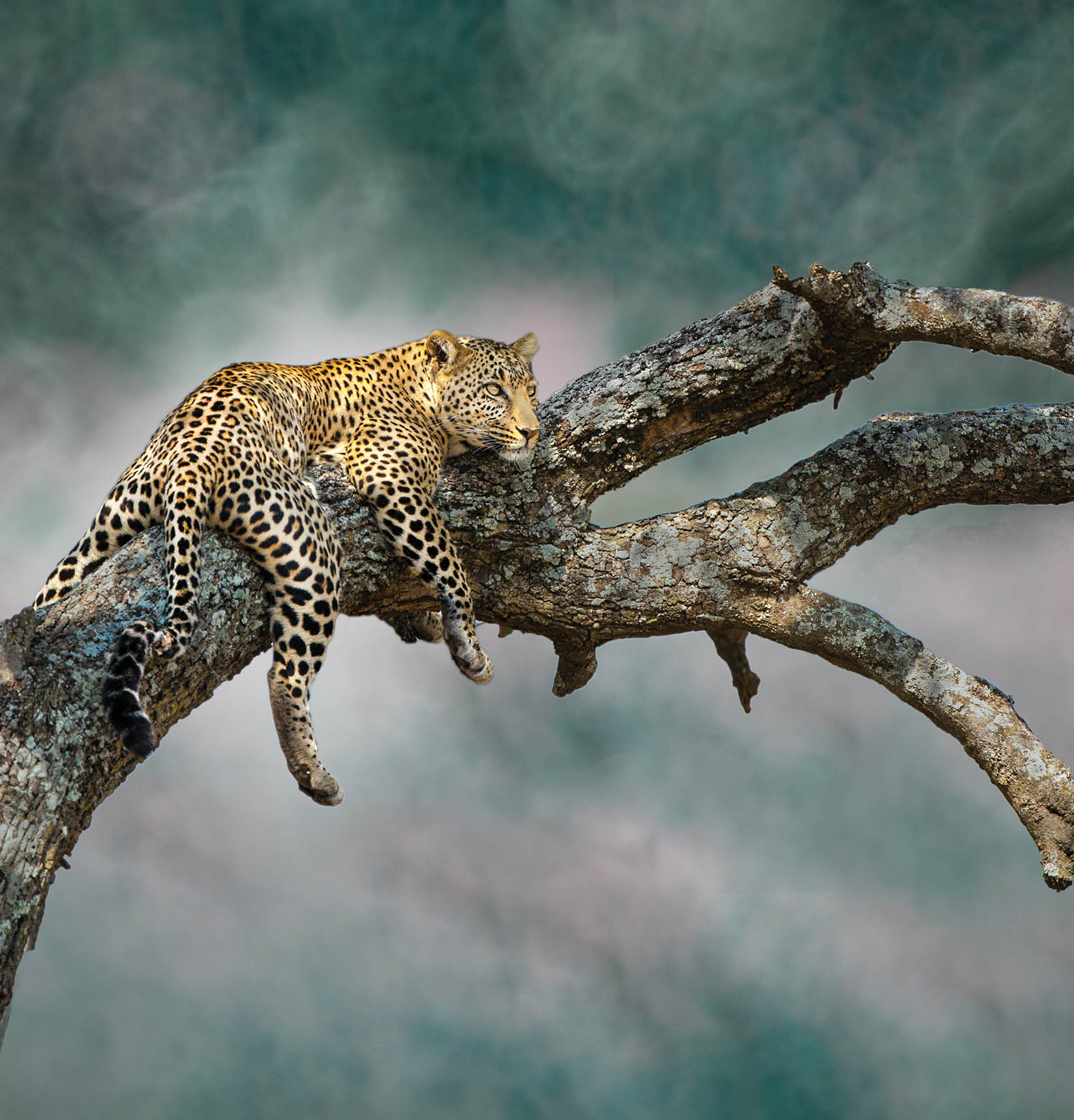 The elusive leopard, with artistic background. This photo has won numerous photo competitions.