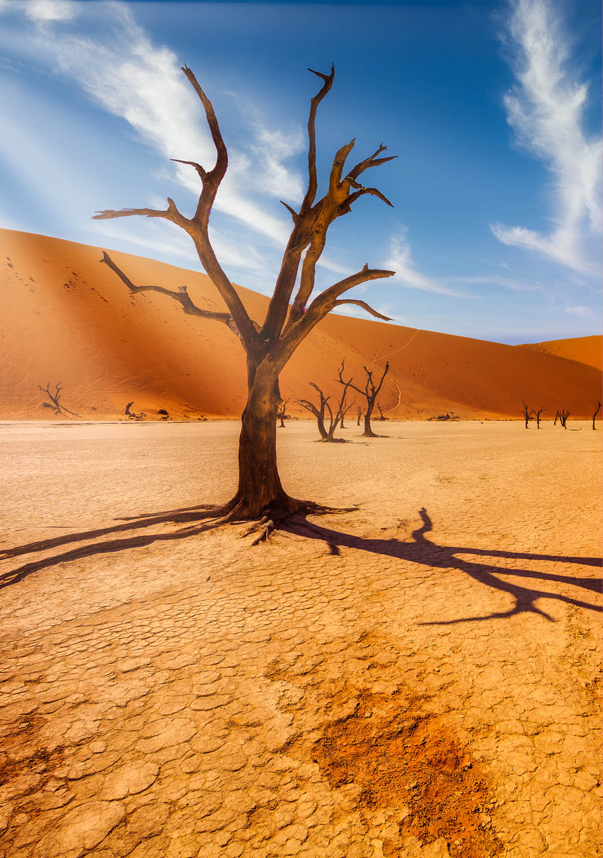 Lonely tree in the desert against the background of orange dunes of a dead valley in the Namib desert, South Africa
