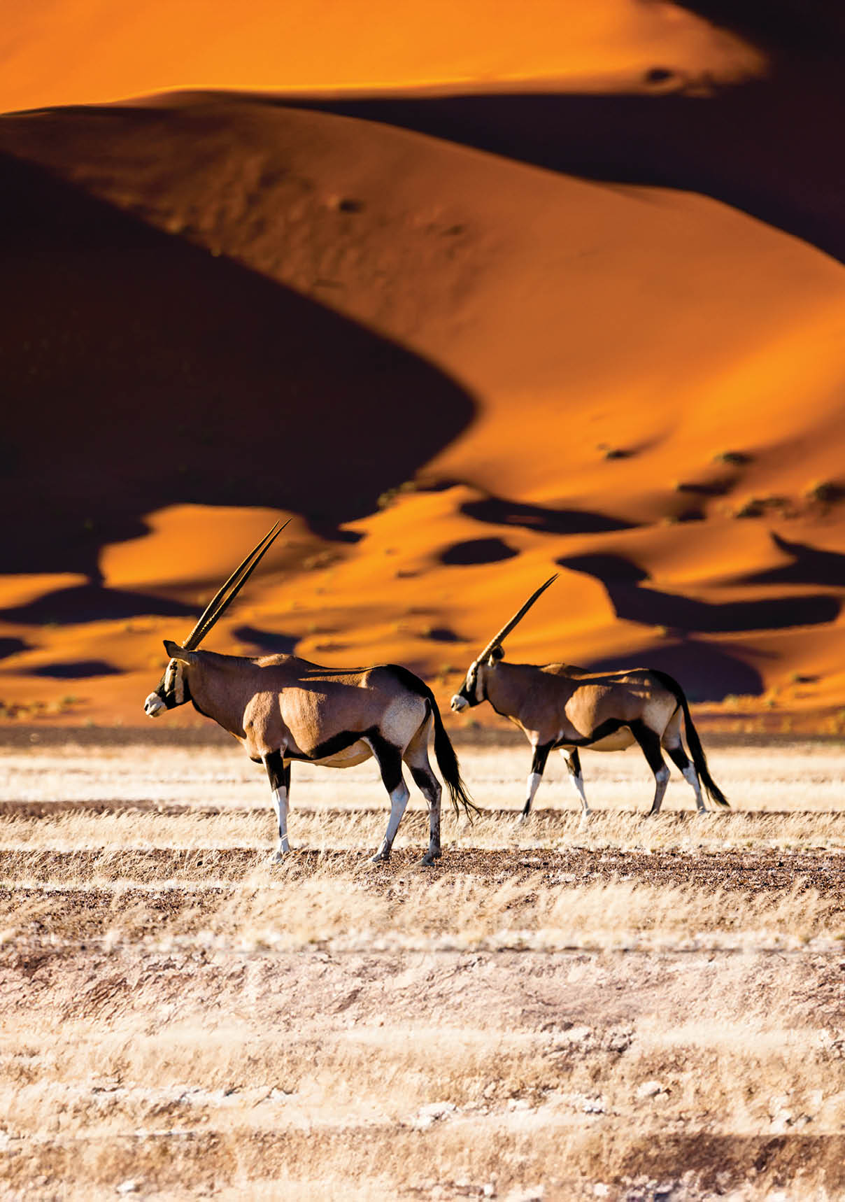 Oryx and dunes - Sossusvlei - Namibia