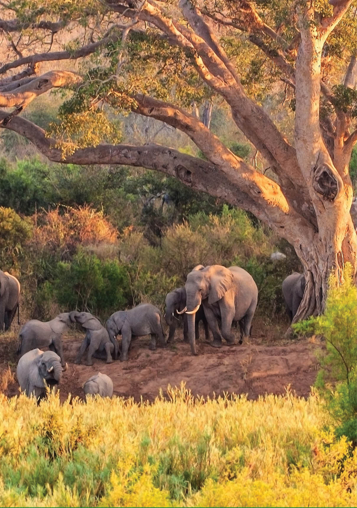 A herd of Elephant at the Kruger National Park in South Africa