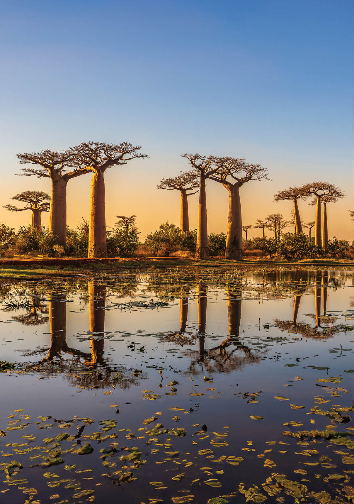 Beautiful Baobab trees at sunset at the avenue of the baobabs in Madagascar