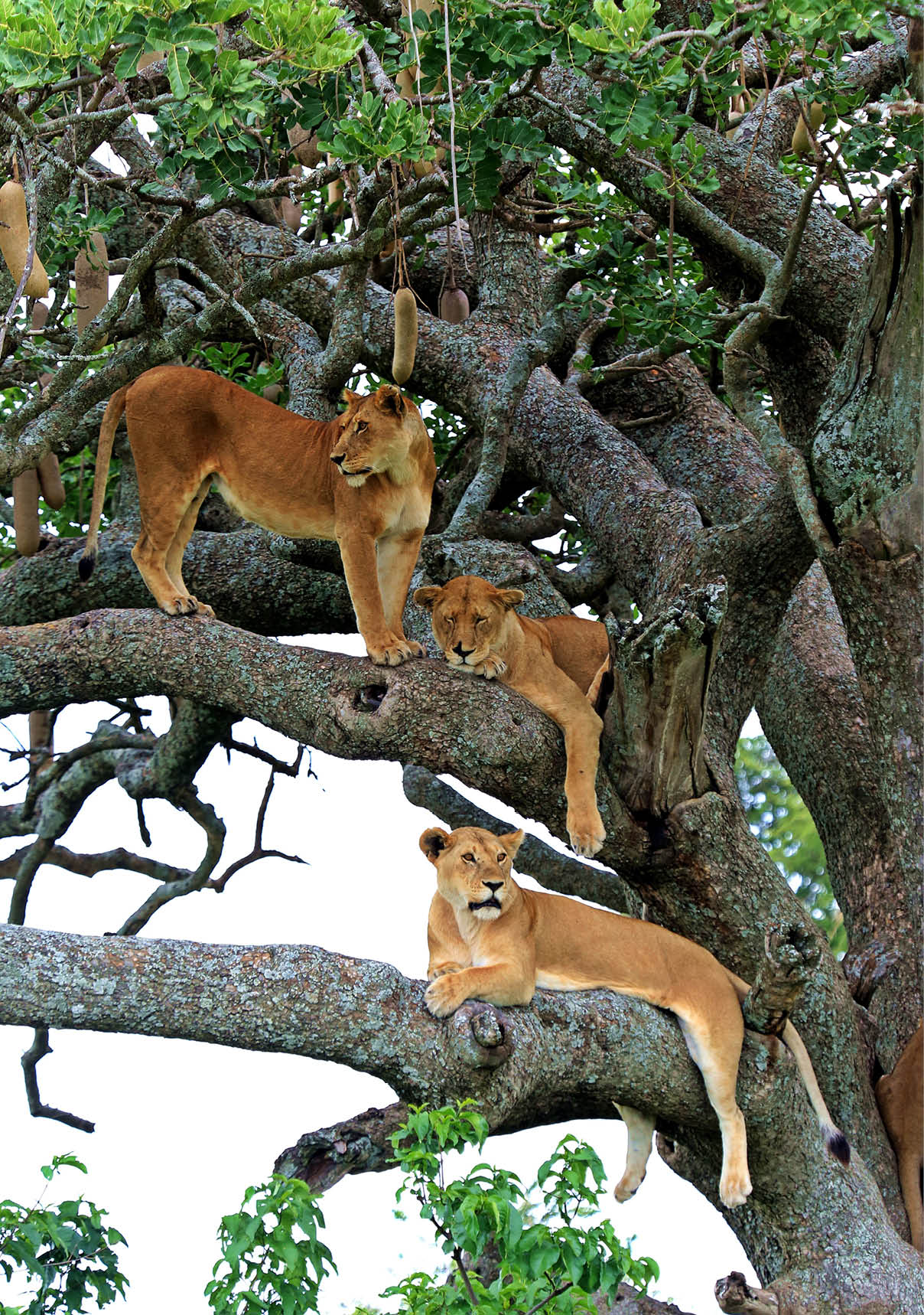 Tanzania lions on sausage tree 