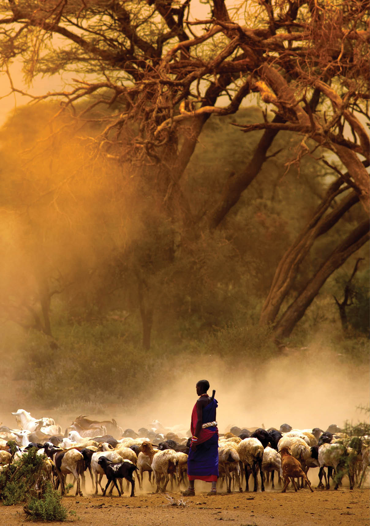 shepherd leading a flock of goats 