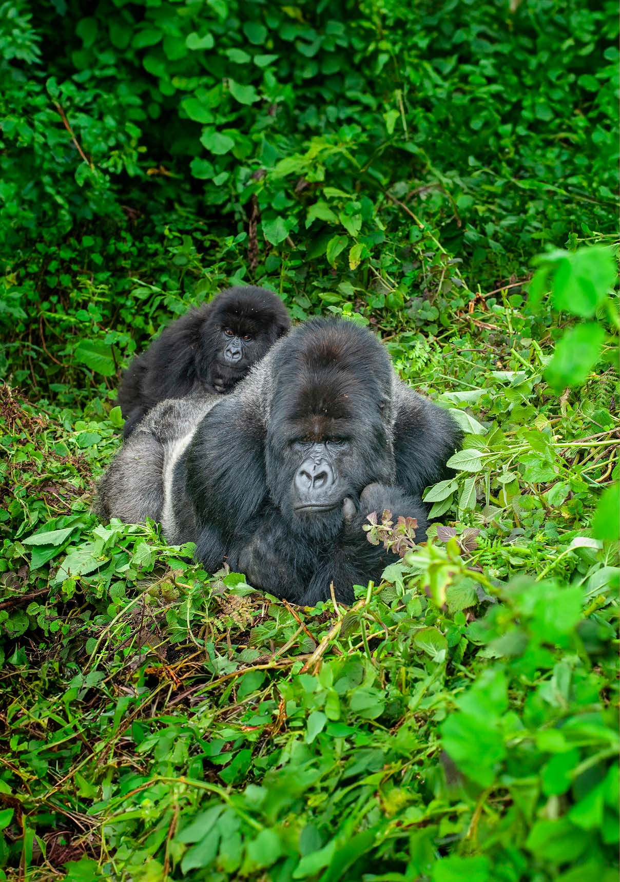 A dominant male (Silverback) Mountain Gorilla (gorilla beringei beringei). The silverback is the leader of the “Susa"-group. One of his juvenile sons is lying on his back. Location: Volcanoes Nationalpark Rwanda, directly at the border to Uganda. PLEASE NOTE - this is a wildlife shot!