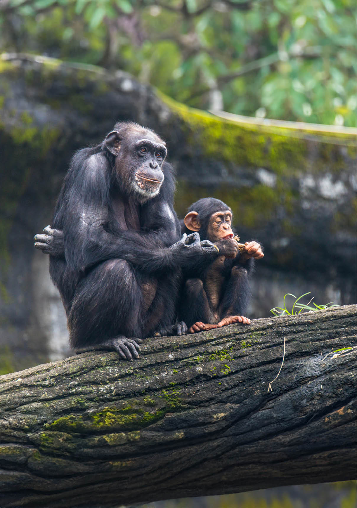 Young chimp hangs on Sit beside chimp's Zoo Taipei in Taiwan