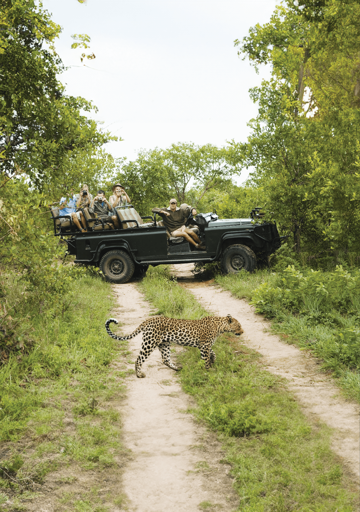 Leopard (Panthera pardus) crossing road with tourists in jeep in background