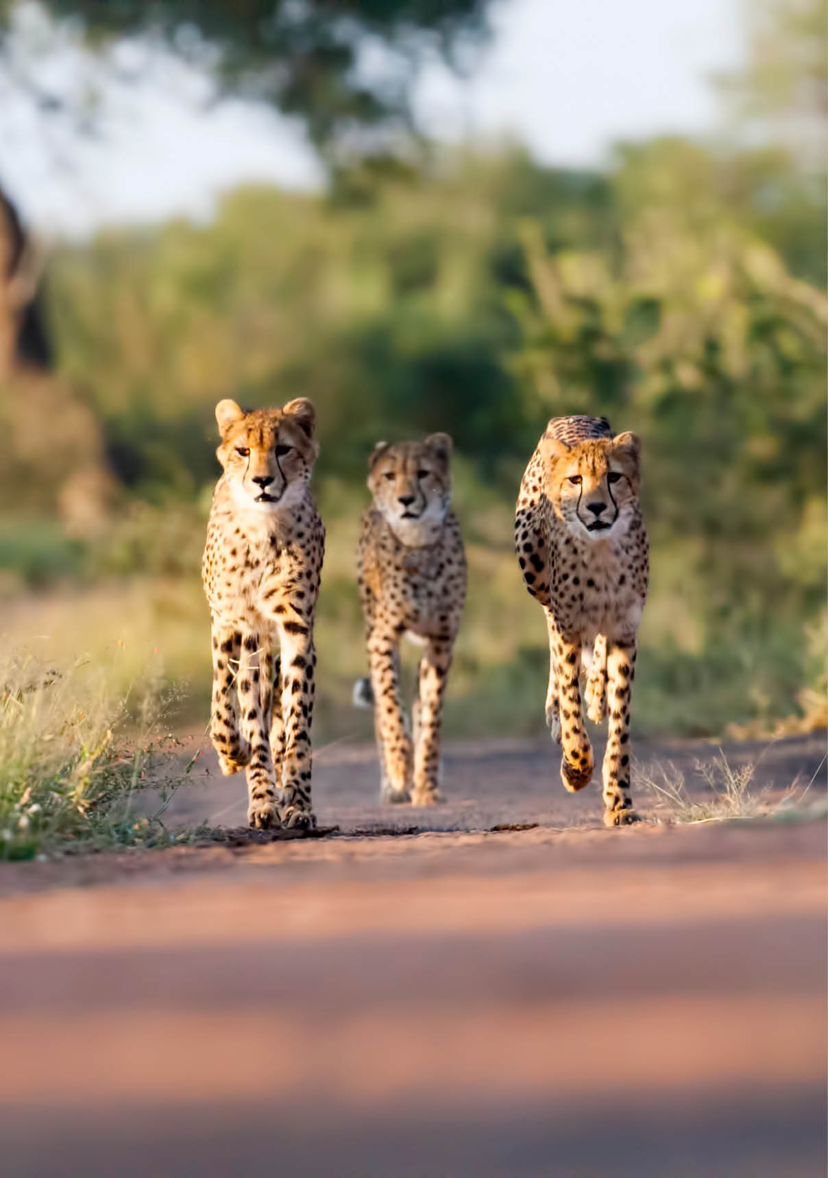 Three young Cheetahs. Taken in Kruger, South Africa