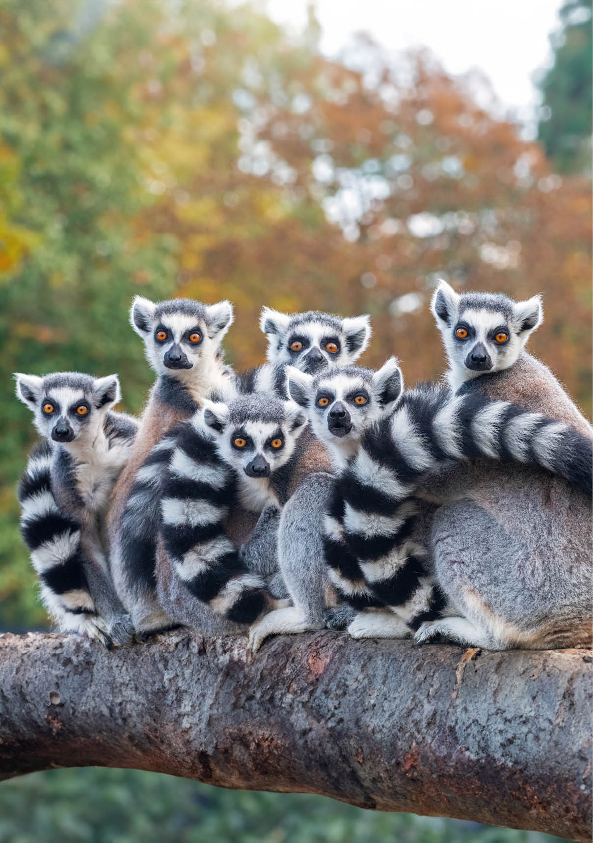 A group of resting lemurs katta 