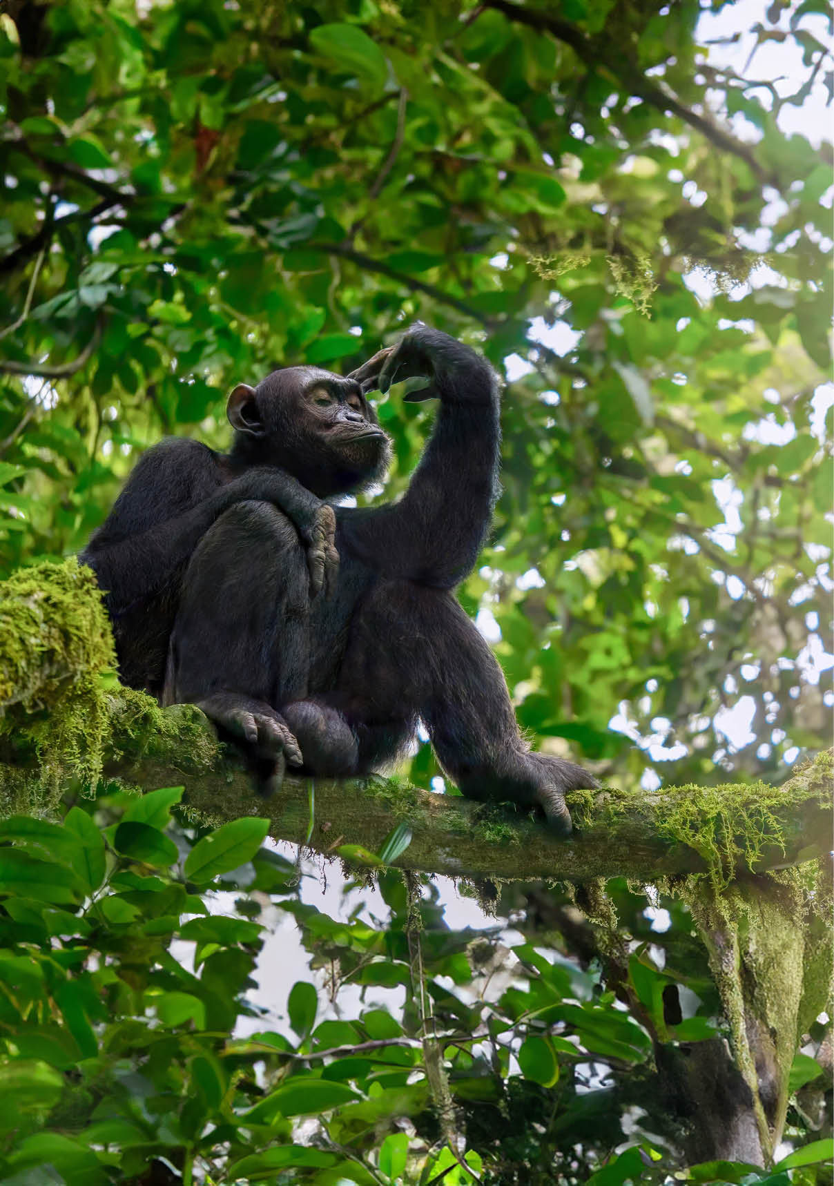 Low angle view of a solitary wild male chimpanzee (Pan troglodytes) sitting on a tree branch in its natural forest habitat in Uganda.