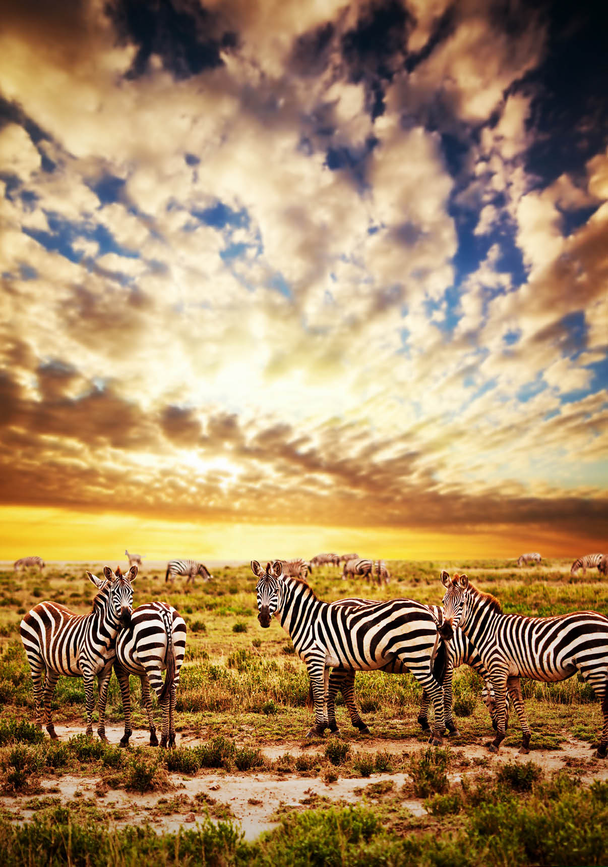 Zebras herd on savanna at sunset, Africa. Safari in Serengeti, Tanzania