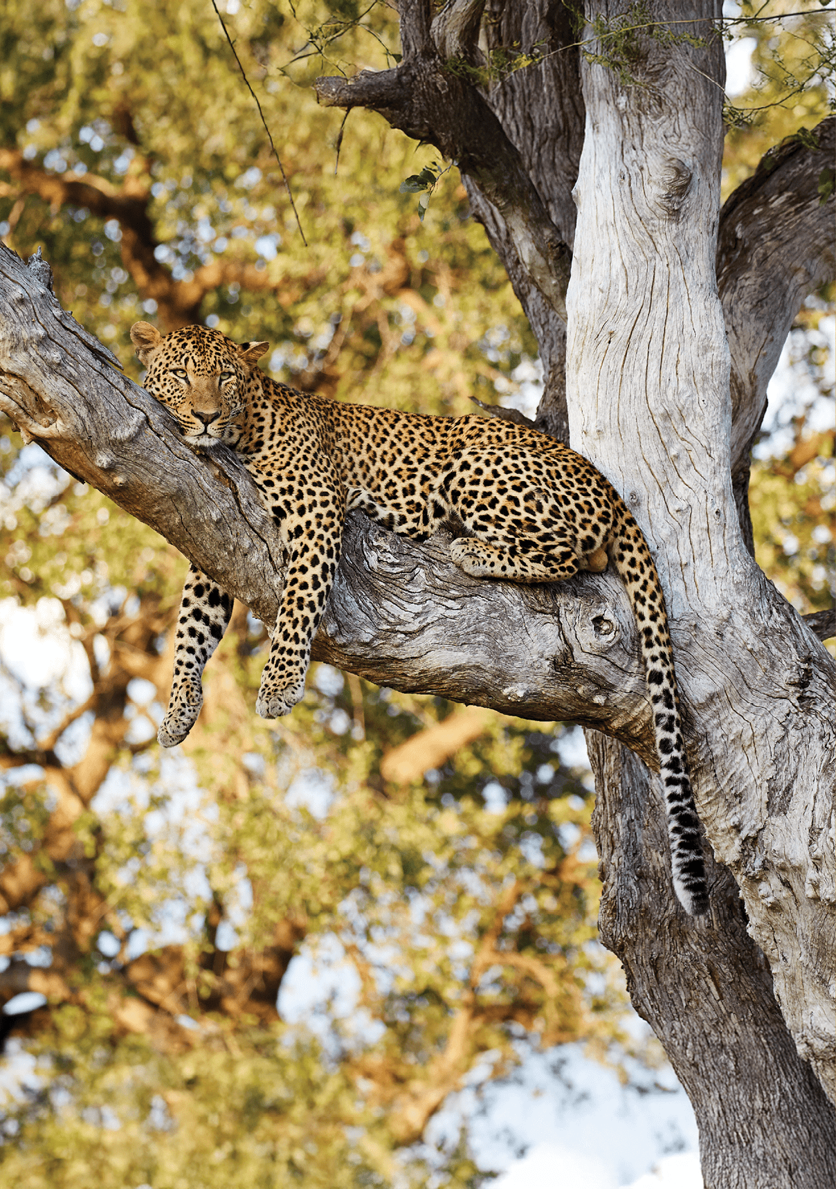 Leopard in South Luangwa, Zambia resting in a tree after a fight