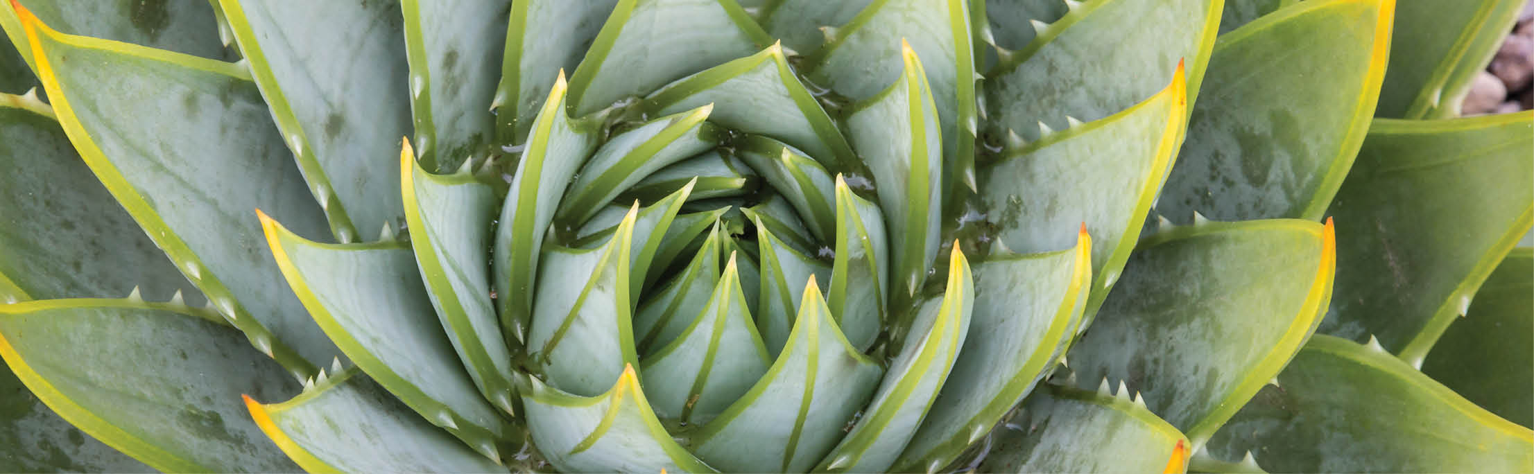 close-up of spiral cactus leaves