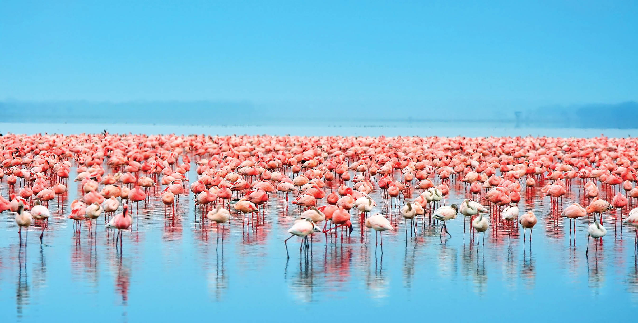 Flocks of flamingo. Africa. Kenya. Lake Nakuru