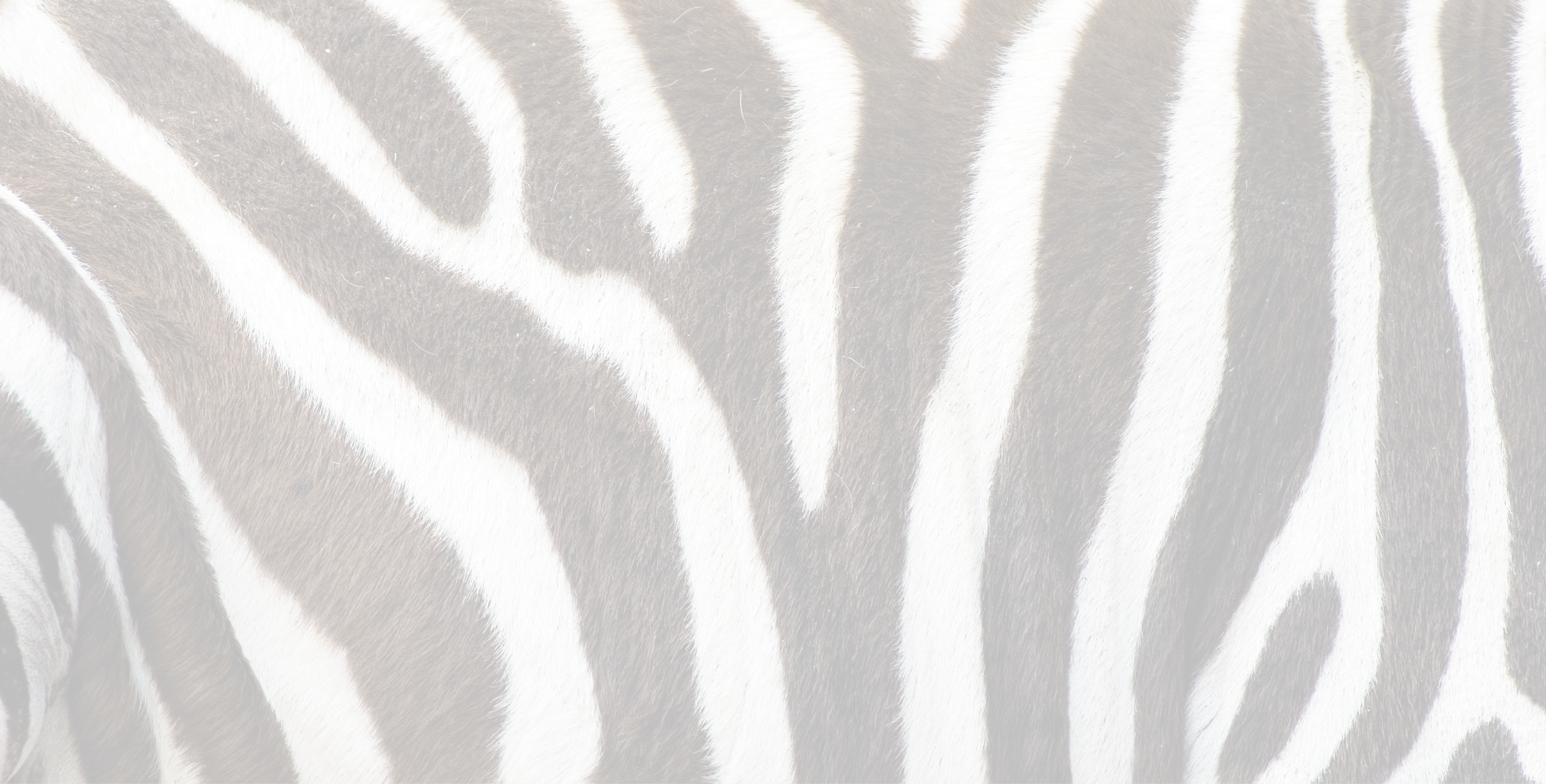 Detail shot of black and white striped zebra's skin