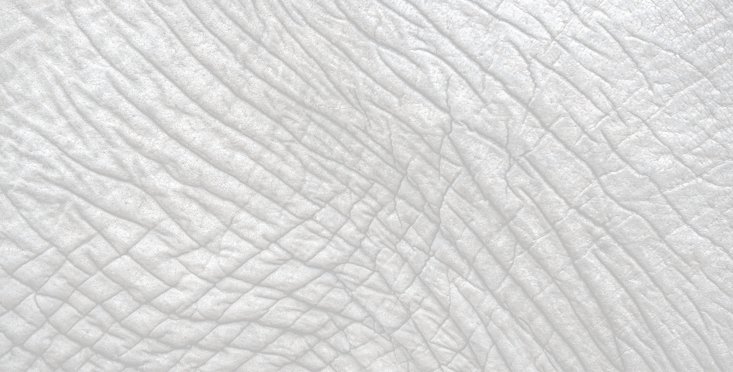 Close up of an African elephants Skin texture - Greater Kruger National Park - South Africa