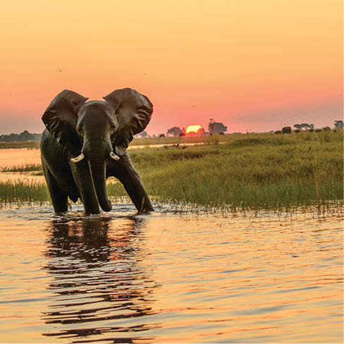 African elephant in the Chobe river at dusk
